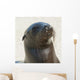 Sea Lion Wall Mural