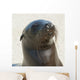 Sea Lion Wall Mural