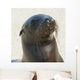 Sea Lion Wall Mural