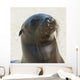 Sea Lion Wall Mural