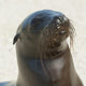 Sea Lion Wall Mural