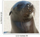 Sea Lion Wall Mural
