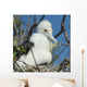 A Frigatebird Sitting In A Nest Wall Mural