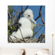 A Frigatebird Sitting In A Nest Wall Mural