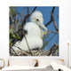 A Frigatebird Sitting In A Nest Wall Mural