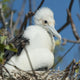 A Frigatebird Sitting In A Nest Wall Mural