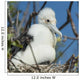 A Frigatebird Sitting In A Nest Wall Mural