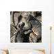 Two Marine Iguanas Showing Affection Wall Mural