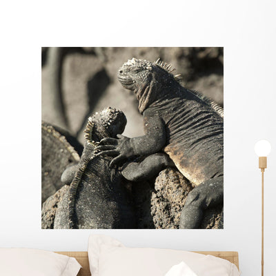 Two Marine Iguanas Showing Wall Mural shown on a wall