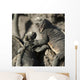 Two Marine Iguanas Showing Affection Wall Mural
