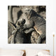 Two Marine Iguanas Showing Affection Wall Mural