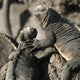 Two Marine Iguanas Showing Affection Wall Mural