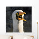 Nazca Booby Wall Mural