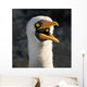 Nazca Booby Wall Mural