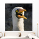 Nazca Booby Wall Mural