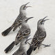 Mockingbirds Wall Mural