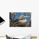 Red-Footed Booby Sitting In A Nest Wall Mural