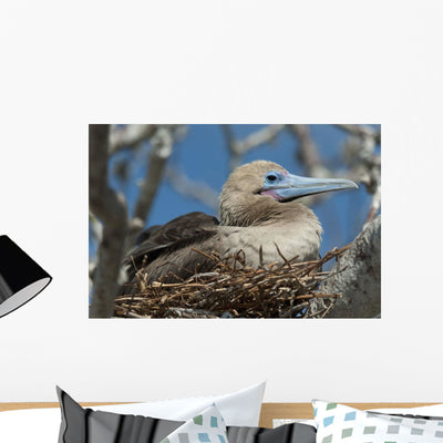Red-footed Booby Sitting Nest Wall Mural shown on a wall