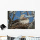 Red-Footed Booby Sitting In A Nest Wall Mural