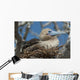 Red-Footed Booby Sitting In A Nest Wall Mural