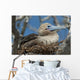 Red-Footed Booby Sitting In A Nest Wall Mural