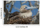 Red-Footed Booby Sitting In A Nest Wall Mural