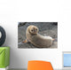 Fur Seal Looking Back Upside Down Wall Mural
