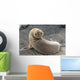 Fur Seal Looking Back Upside Down Wall Mural