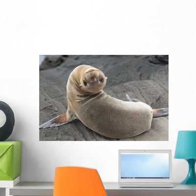 Fur Seal Looking Back Wall Mural shown on a wall