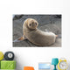 Fur Seal Looking Back Upside Down Wall Mural