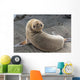 Fur Seal Looking Back Upside Down Wall Mural