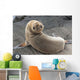 Fur Seal Looking Back Upside Down Wall Mural