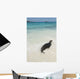 A Sea Lion Wall Mural