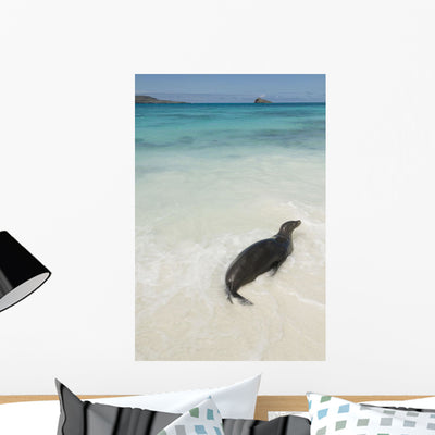 Sea Lion Wall Mural shown on a wall