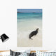 A Sea Lion Wall Mural