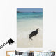 A Sea Lion Wall Mural