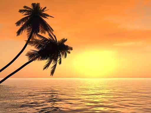 Palms Sunset Wall Decal