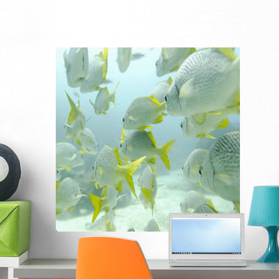 School Yellow-tailed Grunt Fish Wall Mural shown on a wall