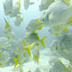 A School Of Yellow-Tailed Grunt Fish Swimming Underwater Wall Mural