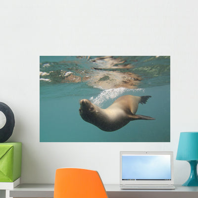 Sea Lion Swimming under Wall Mural shown on a wall