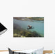A sea lion swimming under the water's surface Wall Mural