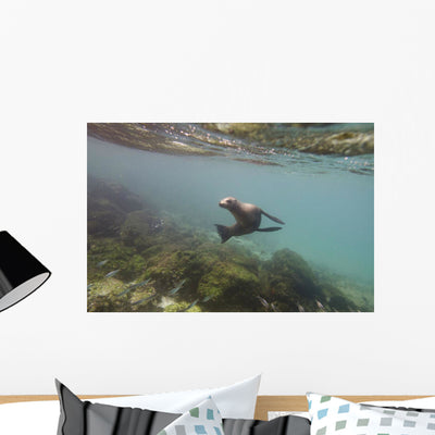 Sea Lion Swimming under Wall Mural shown on a wall