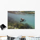 A sea lion swimming under the water's surface Wall Mural
