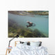 A sea lion swimming under the water's surface Wall Mural