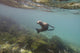 A sea lion swimming under the water's surface Wall Mural