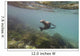A sea lion swimming under the water's surface Wall Mural