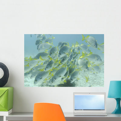 Yellow-tailed Grunt Fish Wall Mural shown on a wall