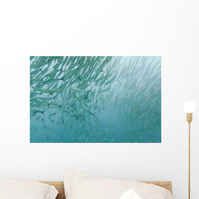 Large Group Pacific Barracuda Wall Mural shown on a wall
