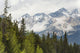 A Forest And The Rocky Mountains Wall Mural