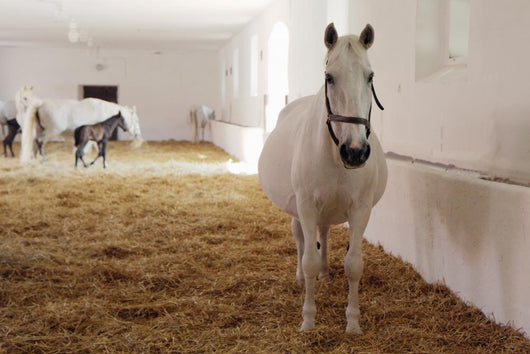 Gravid White Mare Stable